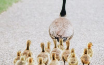 Get your ducks in a row: ️Last Will and Testament ️Power of Attorney ️Health Care Proxy ️Trust Call us at (617)-472-3341 for a free consultation with one of our attorneys. . . .